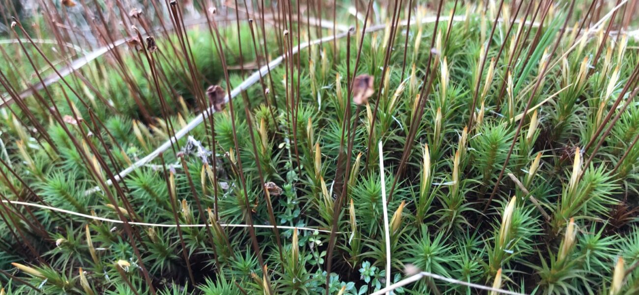 Altikeeragh mosses are unique to bog habitats and are sensitive to drainage