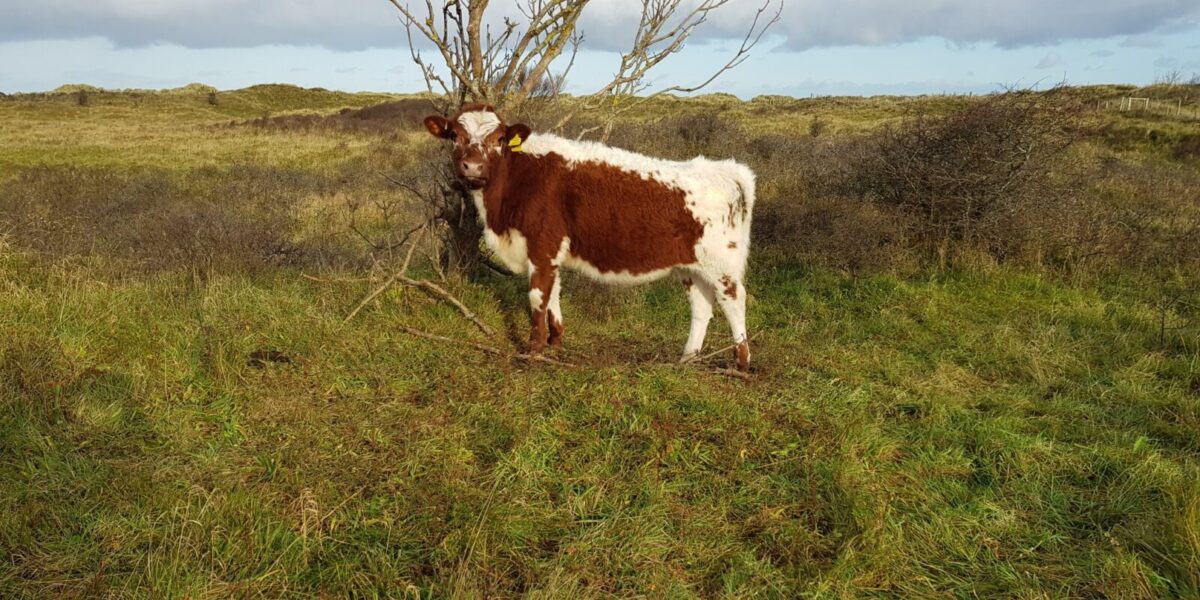 brown-and-white-cow-conservation-grazing-benone-dunes
