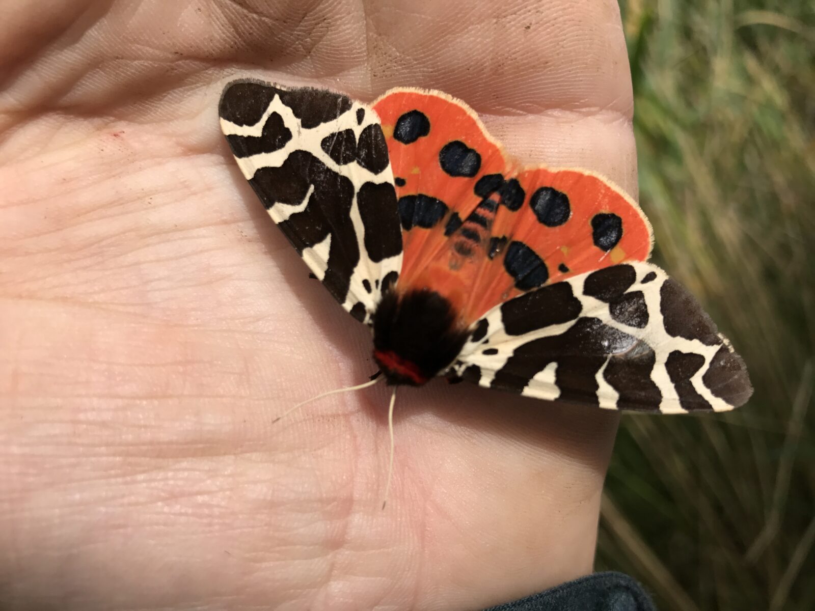 garden-tiger-moth-in-hand