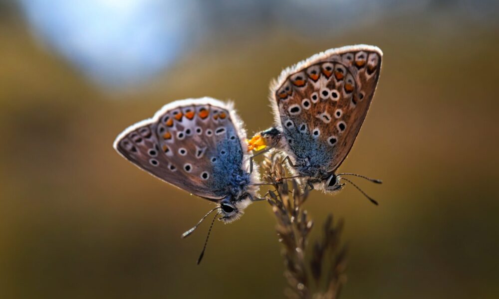 Pair of Common Blue Butterfly